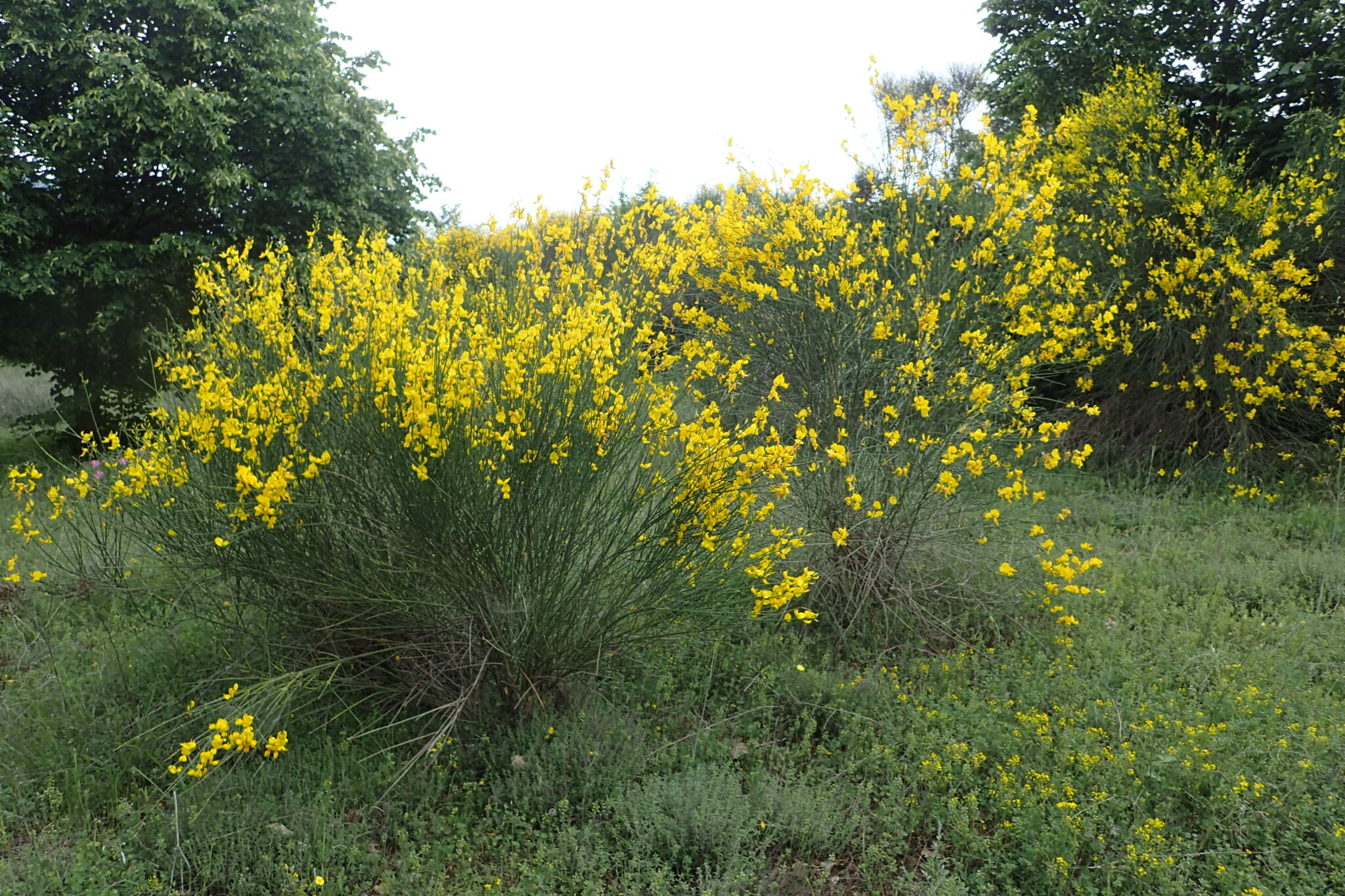 Spartier Feuilles De Jonc Gen T D Espagne P Pini Re Med